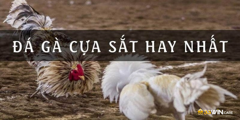 Luật chơi đá gà cựa sắt chi tiết từ A - Z