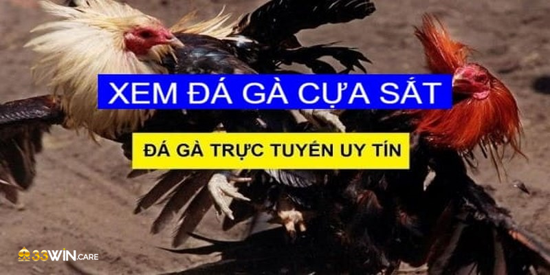 Tìm hiểu khái niệm đá gà cựa sắt là gì?